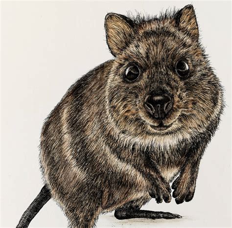 illustration – Quokka Studio