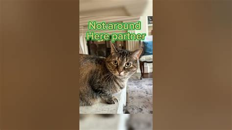 I'm Not From Around Here: A Jewish Boy Telling The Historical Story Of His Family's Holocaust Survival In W W2 ( Biographical Fiction Based On A Memoir)