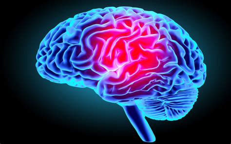 Image Du Cerveau En 3d   Une Nouvelle Technologie Permet De Voir Le Cerveau - Image Du Cerveau En 3d