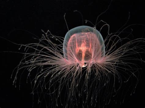 Immortal Jellyfish Ndash Cape Clasp Life Cycle Of A Jellyfish - Life Cycle Of A Jellyfish
