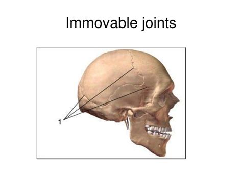 Immovable Joint Example