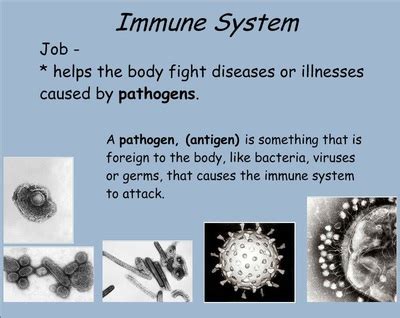 Immune Mrs Thomasu0027 Classes Immune System Worksheet Middle School - Immune System Worksheet Middle School