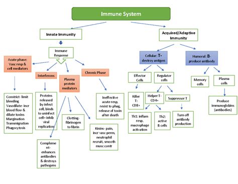 Immune System Concept Map Answer Key