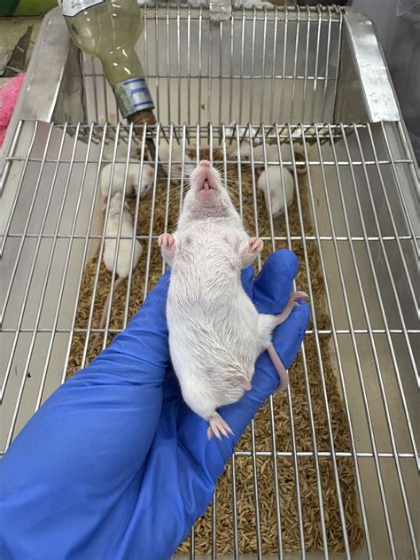 Immunize Mice At Belly
