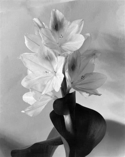 imogen cunningham life and work 1883 1976 fotorei