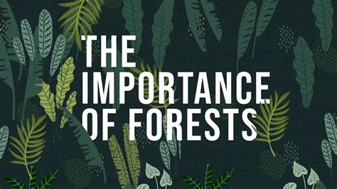 Importance Of Forest