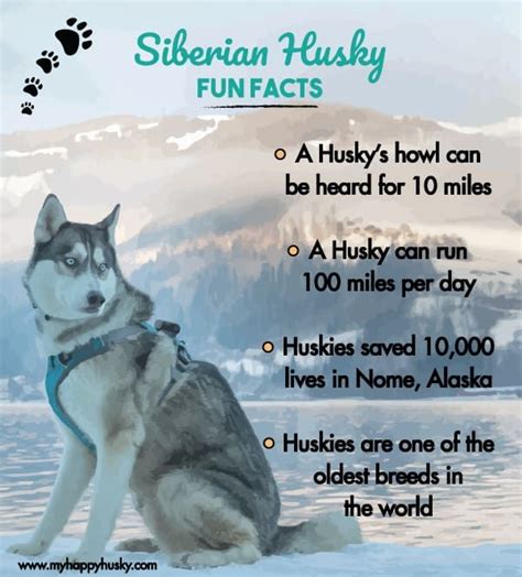 Important Facts About Siberian Husky Puppies