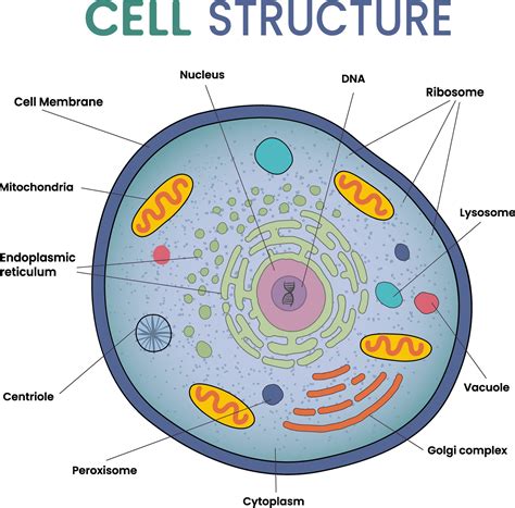 In Cell A What Structure Is Labeled X