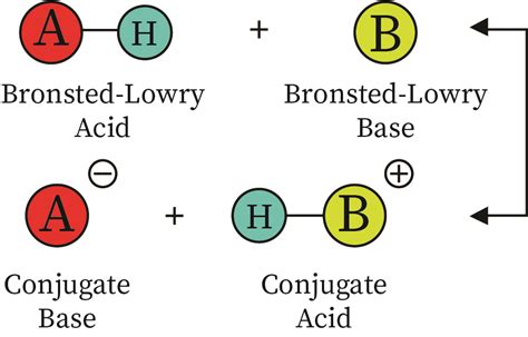 In Depth Explanation Of Bronsted Lowry Acids And Bronsted Lowry Acid Base Worksheet - Bronsted Lowry Acid Base Worksheet