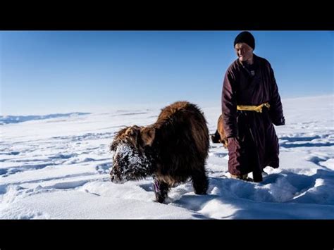 In Mongolia A Killer Winter Is Ravaging Herds Frozen Science - Frozen Science
