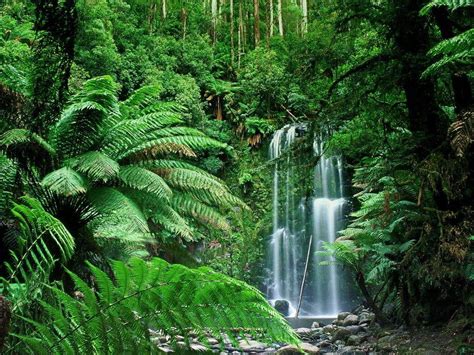 in the Tropical Rainforest - Rainforest Australia