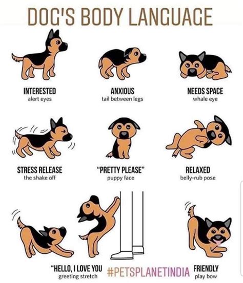 in the back of the drawer Sign Language for Dogs