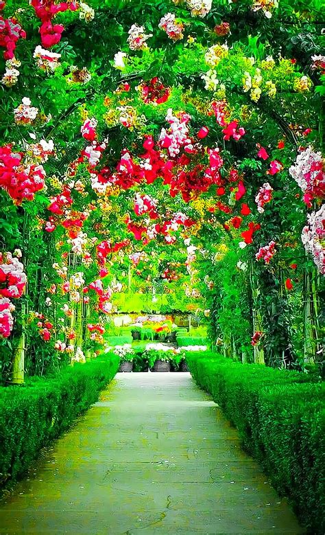 In The Garden