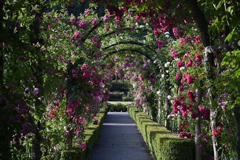 in the rose garden of the martyrs a memoir of iran