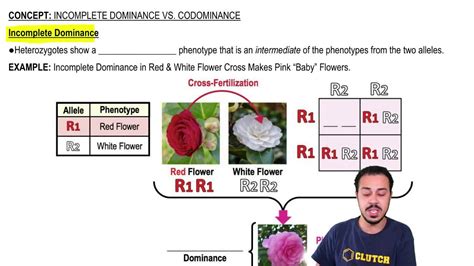 Incomplete Dominance And Codominance Answer Key Biology