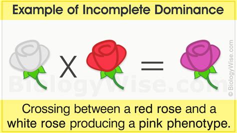 Incomplete Dominance Definition And Examples Biology Dictionary Biology Incomplete And Codominance Worksheet - Biology Incomplete And Codominance Worksheet