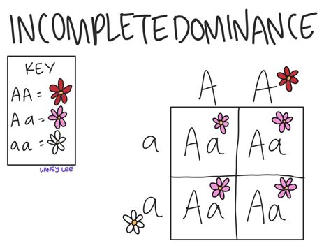 Incomplete Dominance Vs Codominance Practice Problems Channels For Biology Incomplete And Codominance Worksheet - Biology Incomplete And Codominance Worksheet