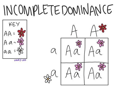 Incomplete Dominance Vs Codominance Video Tutorials Amp Practice Biology Incomplete And Codominance Worksheet - Biology Incomplete And Codominance Worksheet