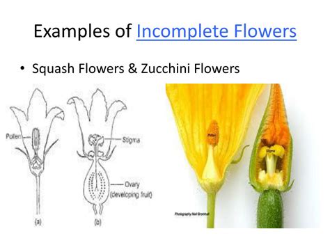 Incomplete Flower Examples
