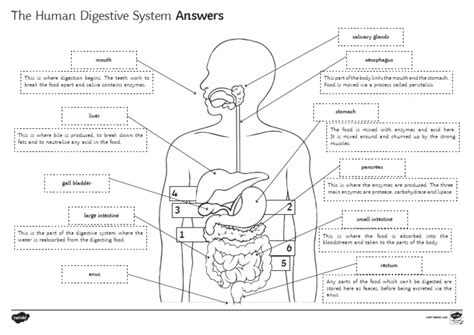 Download Incredible Journey Anatomy Digestive System Answers 