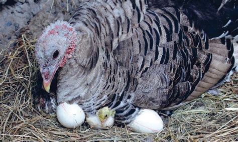 Incubating Turkey Eggs