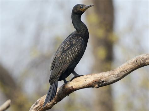 Indian Cormorant Bird