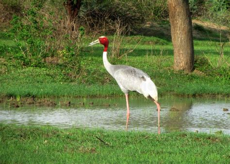 Indian Crane Bird