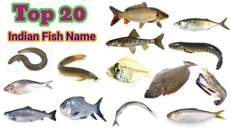 Indian Fish Names