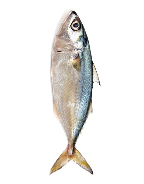 indian mackerel