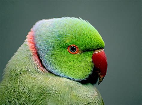Indian Parrot Bird Wallpaper