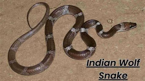 Indian Wolf Snake