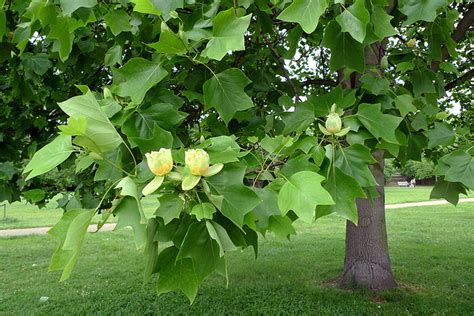 indiana state tree