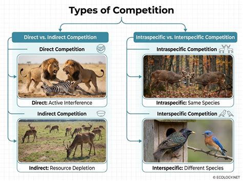 Indirect Competition Ecology