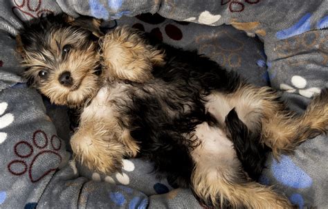 Indoor activities for Yorkies