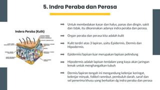 indra peraba adalah | organ trong Ting Vit dch Ting Indonesia