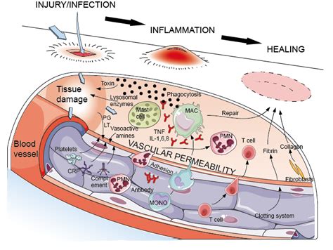 inflammatie proces
