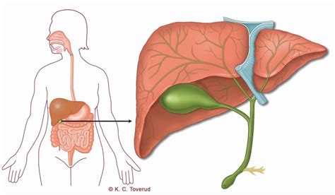 inflammation i gallan behandling