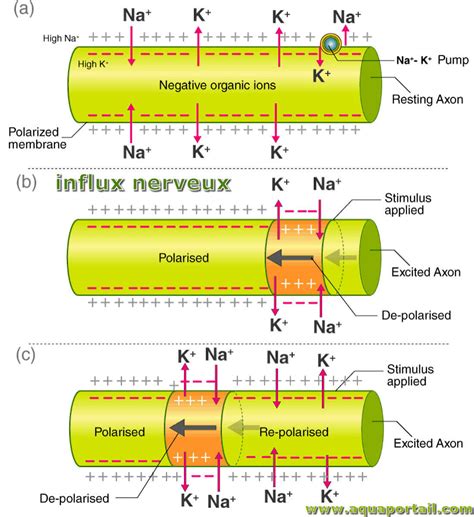 Influx Definition