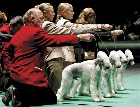 Feb 24, 2004 · Adopt Pomeranian Dogs in In