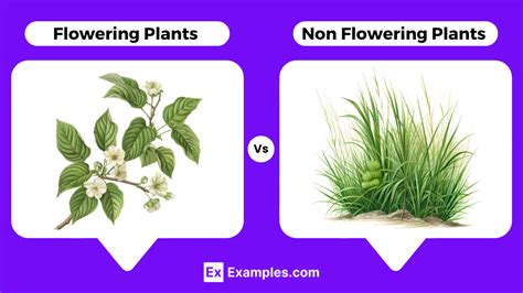 information about non flowering plants