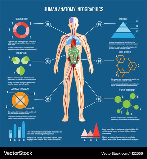 Information Graphics Human Body