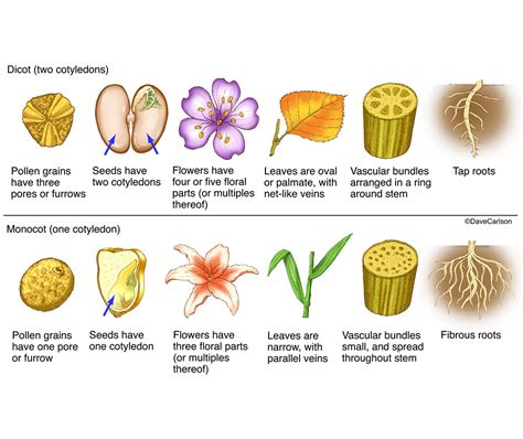 information of monocot and dicot