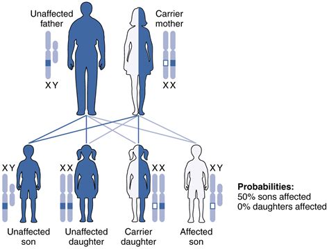 Inheritance Patterns And Human Genetics Chapter Test B