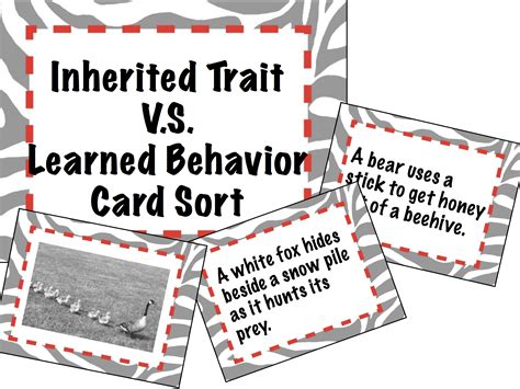Inherited Traits And Learned Behaviors A Lesson And Inherited Traits Worksheet - Inherited Traits Worksheet