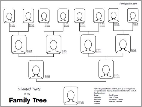 Inherited Traits Family Tree Worksheet Family Locket Inherited Traits Worksheet - Inherited Traits Worksheet