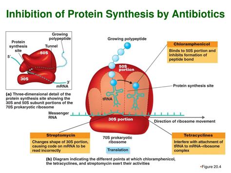 Inhibit Protien Synthesis