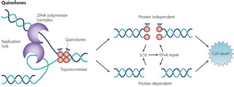Inhibitors Of Dna Replication