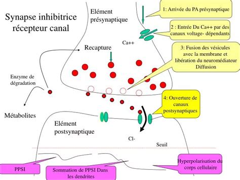 inhibitrice : définition de inhibitrice et synonymes de inhibitrice ...