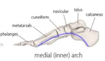 injury prevention and safety test Flashcards Quizlet