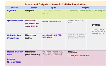 Input Output Table Of Cellular Respiration